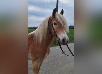 Haflinger / Avelignese, Castrone, 6 Anni, 148 cm, Sauro