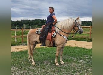 Haflinger / Avelignese, Castrone, 6 Anni, 150 cm, Sauro