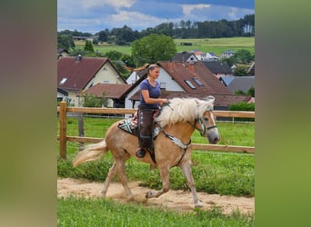 Haflinger / Avelignese, Castrone, 6 Anni, 150 cm, Sauro