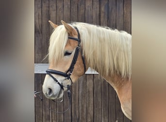 Haflinger / Avelignese, Castrone, 6 Anni, 153 cm, Sauro