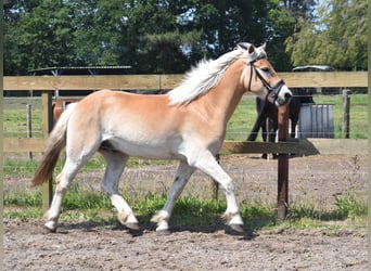 Haflinger / Avelignese, Castrone, 7 Anni, 149 cm