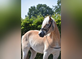 Haflinger / Avelignese, Castrone, 7 Anni, 154 cm, Sauro