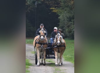 Haflinger / Avelignese, Castrone, 7 Anni, 163 cm, Sauro