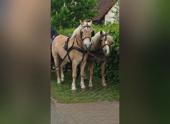 Haflinger / Avelignese, Castrone, 7 Anni, 163 cm, Sauro