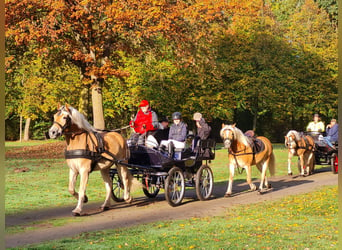 Haflinger / Avelignese, Castrone, 7 Anni, 163 cm, Sauro