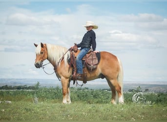 Haflinger / Avelignese Mix, Castrone, 8 Anni, 130 cm, Sauro ciliegia