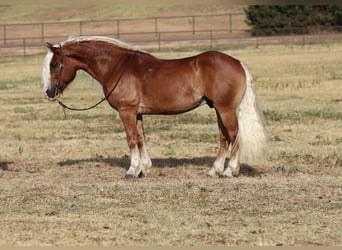 Haflinger / Avelignese, Castrone, 8 Anni, 132 cm, Palomino