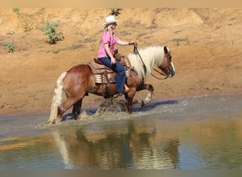 Haflinger / Avelignese, Castrone, 8 Anni, 132 cm, Palomino