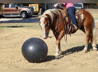 Haflinger / Avelignese, Castrone, 8 Anni, 132 cm, Palomino