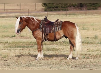 Haflinger / Avelignese, Castrone, 8 Anni, 132 cm, Palomino