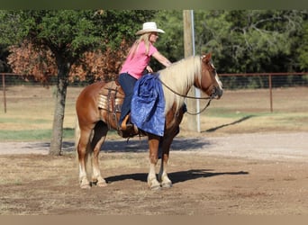 Haflinger / Avelignese, Castrone, 8 Anni, 132 cm, Palomino