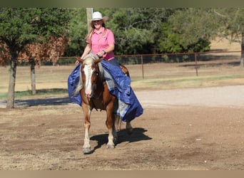 Haflinger / Avelignese, Castrone, 8 Anni, 132 cm, Palomino