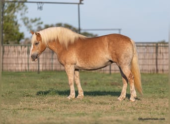 Haflinger / Avelignese, Castrone, 8 Anni, 142 cm, Sauro scuro