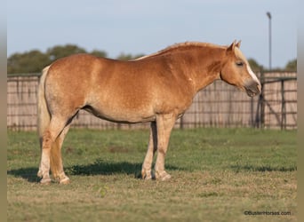 Haflinger / Avelignese, Castrone, 8 Anni, 142 cm, Sauro scuro