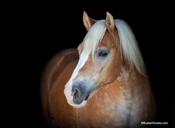 Haflinger / Avelignese, Castrone, 8 Anni, 142 cm, Sauro scuro