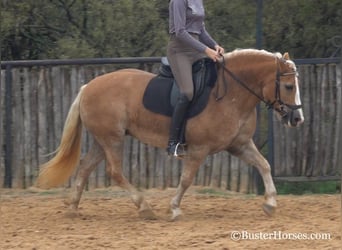 Haflinger / Avelignese, Castrone, 8 Anni, 142 cm, Sauro scuro