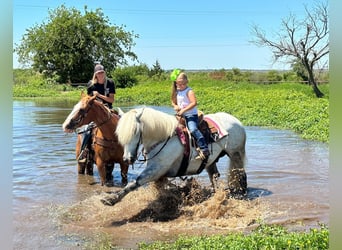 Haflinger / Avelignese, Castrone, 8 Anni, 147 cm, Grigio pezzato