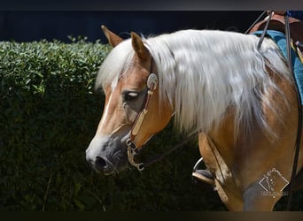 Haflinger / Avelignese, Castrone, 8 Anni, 148 cm, Sauro