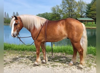 Haflinger / Avelignese, Castrone, 8 Anni, Sauro scuro