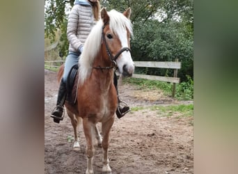 Haflinger / Avelignese, Castrone, 9 Anni, 140 cm