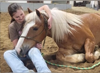 Haflinger / Avelignese, Castrone, 9 Anni, 147 cm, Sauro scuro