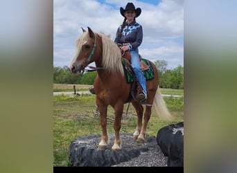 Haflinger / Avelignese, Castrone, 9 Anni, 147 cm, Sauro scuro