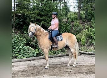 Haflinger / Avelignese, Castrone, 9 Anni, 162 cm, Sauro