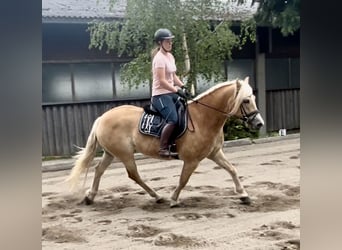 Haflinger / Avelignese, Castrone, 9 Anni, 162 cm, Sauro