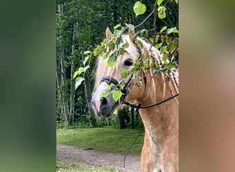 Haflinger / Avelignese, Castrone, 9 Anni, 162 cm, Sauro