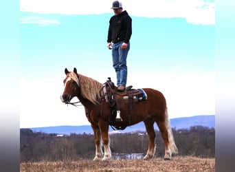 Haflinger / Avelignese Mix, Castrone, 9 Anni