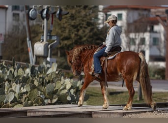 Haflinger / Avelignese Mix, Giumenta, 10 Anni, 132 cm, Sauro scuro