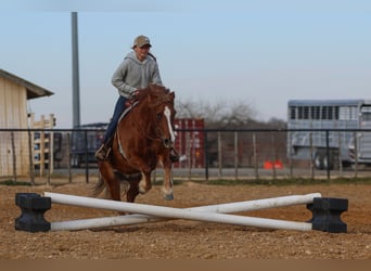 Haflinger / Avelignese Mix, Giumenta, 10 Anni, 132 cm, Sauro scuro