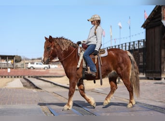 Haflinger / Avelignese Mix, Giumenta, 10 Anni, 132 cm, Sauro scuro