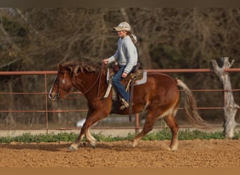 Haflinger / Avelignese Mix, Giumenta, 10 Anni, 132 cm, Sauro scuro