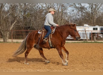 Haflinger / Avelignese Mix, Giumenta, 10 Anni, 132 cm, Sauro scuro