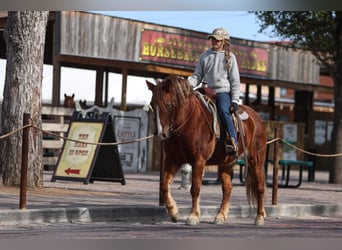 Haflinger / Avelignese Mix, Giumenta, 10 Anni, 132 cm, Sauro scuro