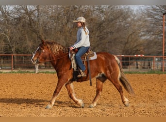 Haflinger / Avelignese Mix, Giumenta, 10 Anni, 132 cm, Sauro scuro