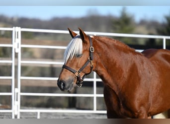 Haflinger / Avelignese, Giumenta, 10 Anni, 135 cm, Sauro scuro