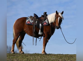 Haflinger / Avelignese, Giumenta, 10 Anni, 135 cm, Sauro scuro