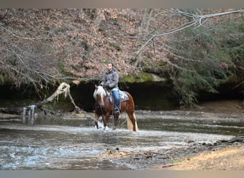 Haflinger / Avelignese, Giumenta, 10 Anni, 135 cm, Sauro scuro