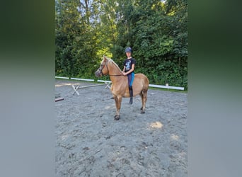 Haflinger / Avelignese Mix, Giumenta, 10 Anni, 140 cm, Sauro