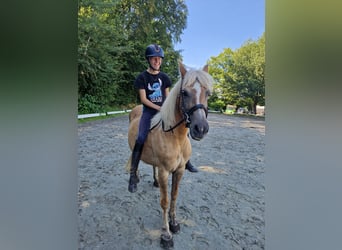 Haflinger / Avelignese Mix, Giumenta, 10 Anni, 140 cm, Sauro