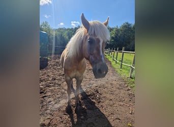 Haflinger / Avelignese Mix, Giumenta, 10 Anni, 140 cm, Sauro