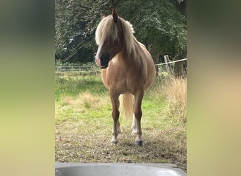 Haflinger / Avelignese, Giumenta, 10 Anni, 141 cm