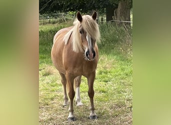 Haflinger / Avelignese, Giumenta, 10 Anni, 141 cm