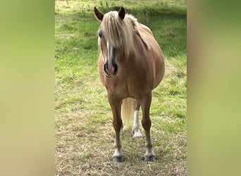 Haflinger / Avelignese, Giumenta, 10 Anni, 141 cm