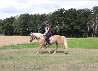 Haflinger / Avelignese, Giumenta, 10 Anni, 145 cm, Sauro