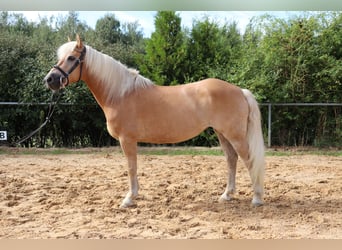 Haflinger / Avelignese, Giumenta, 10 Anni, 145 cm, Sauro