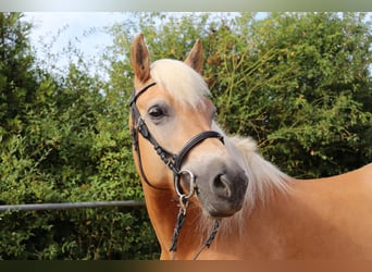 Haflinger / Avelignese, Giumenta, 10 Anni, 145 cm, Sauro