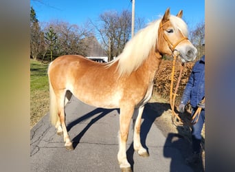 Haflinger / Avelignese, Giumenta, 10 Anni, 146 cm, Sauro